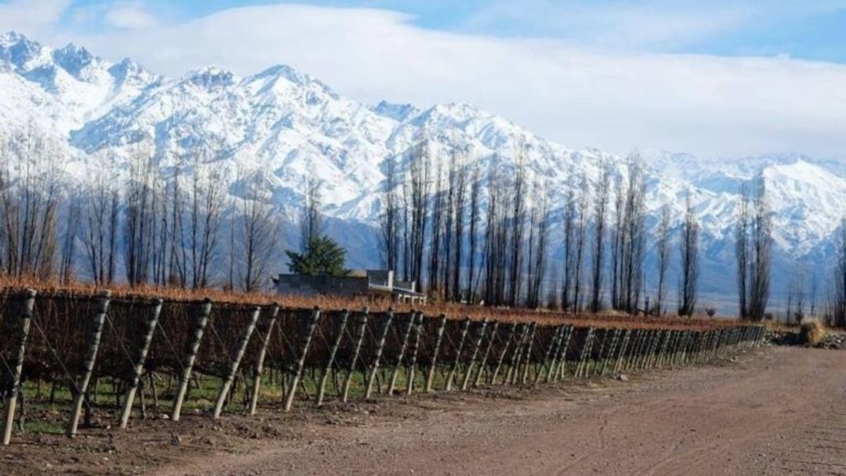 Una bodega argentina fue seleccionada como el "mejor viñedo del mundo"