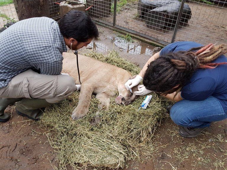 Importantes pasos viene dando el proyecto entre la Facultad de Ciencias Veterinarias de la UNNE y el Centro de Recuperación de Fauna Silvestre “Aguará”.