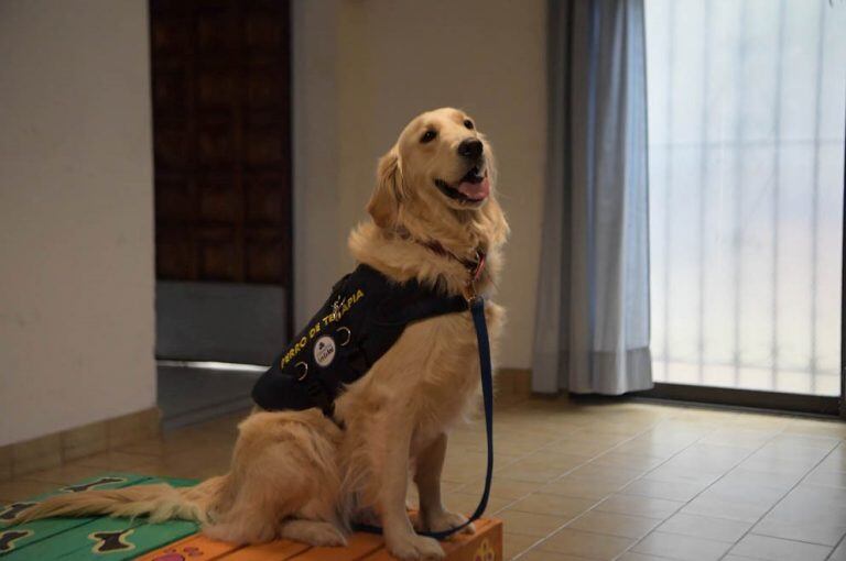 Lola y Zoe, las perritas de la División Canes de la Policía que ayudan en su terapia a chicos con discapacidad. (Prensa Gobierno)