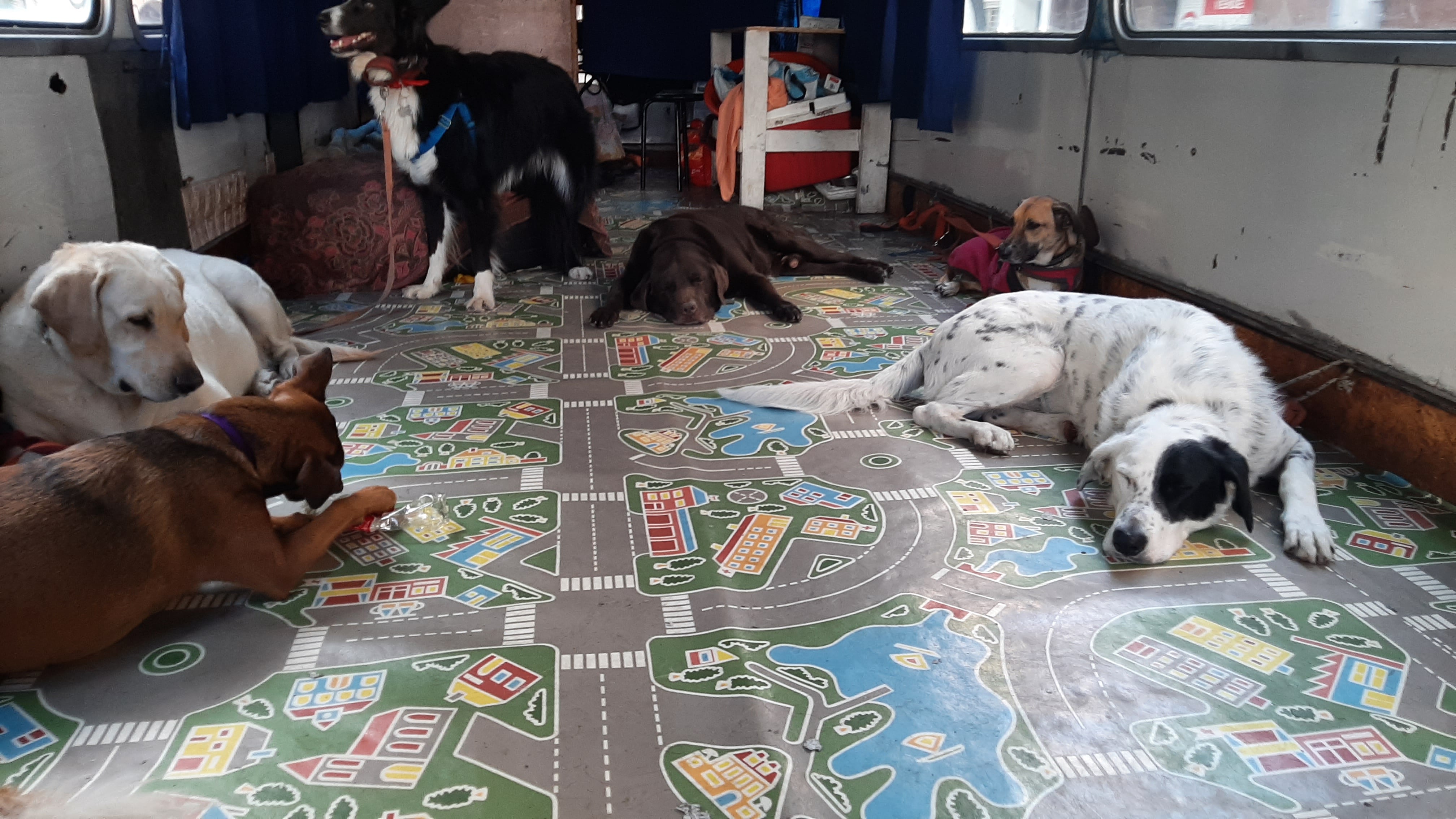 Los perros durante su paseo en colectivo.