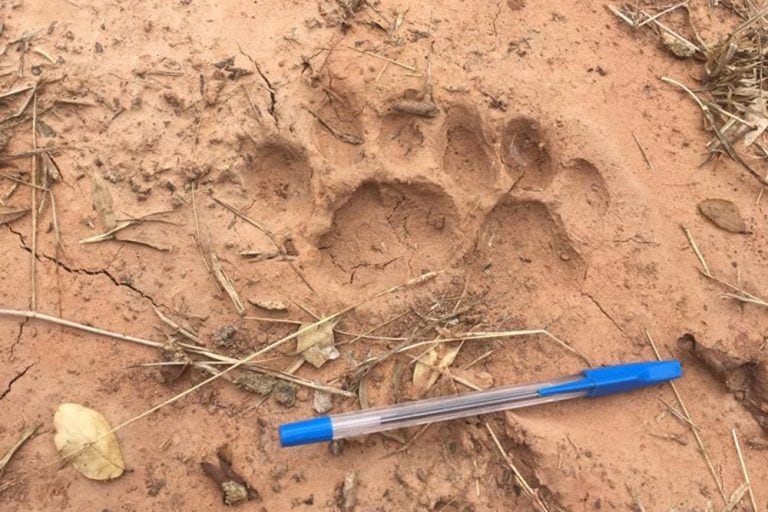 Detectaron un yaguareté en una reserva natural de Salta.