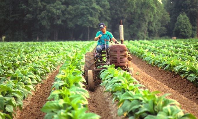 Productores tabacaleros