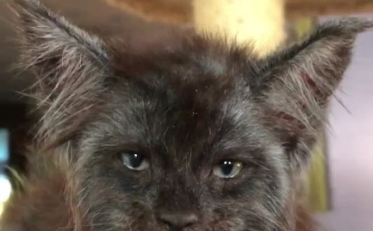 El curioso caso del gato con "cara de humano" que es furor en las redes