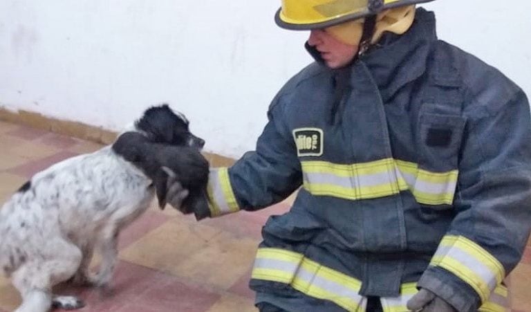 Los bomberos de Adelia María fueron los protagonistas del rescate de los cachorritos que cayeron a un pozo. (Bomberos Adelia María)