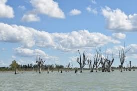 Árboles petrificados por el agua salina del Mar de Ansenuza