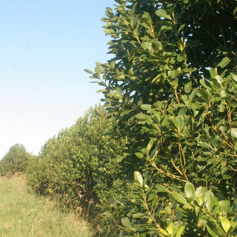 Mejora en la producción de yerba mate, suplantando los viejos yerbales con plantines de nueva genética. (INYM)