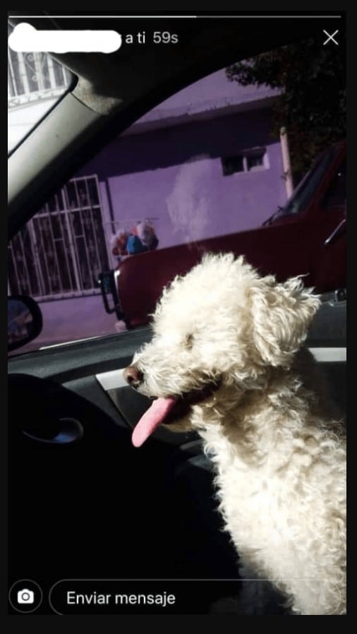 La foto del perro que el chico le envió a su expareja.