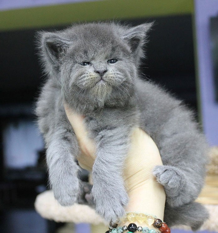 Uno de los gatitos de raza Maine Coon.