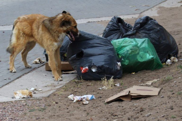 Piden recuperar la figura del placero, Parque San Martín