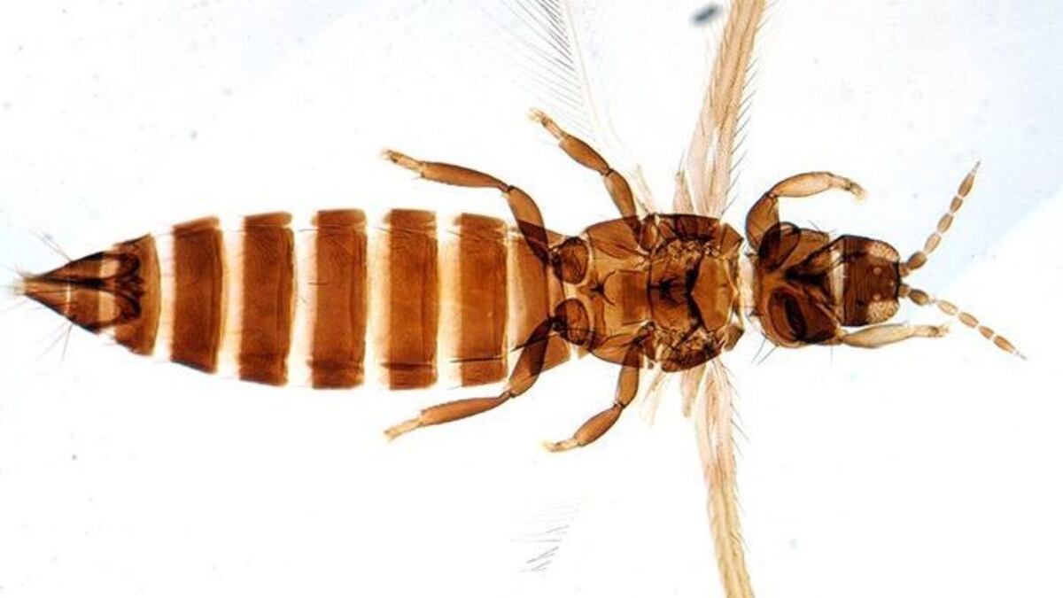 Meon Insecto Científico mendocino descubre insecto