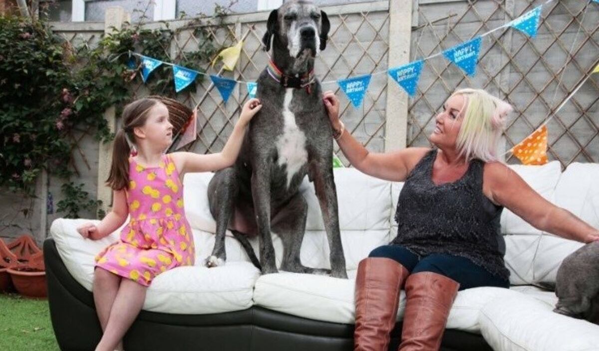 La historia del perro más grande del mundo