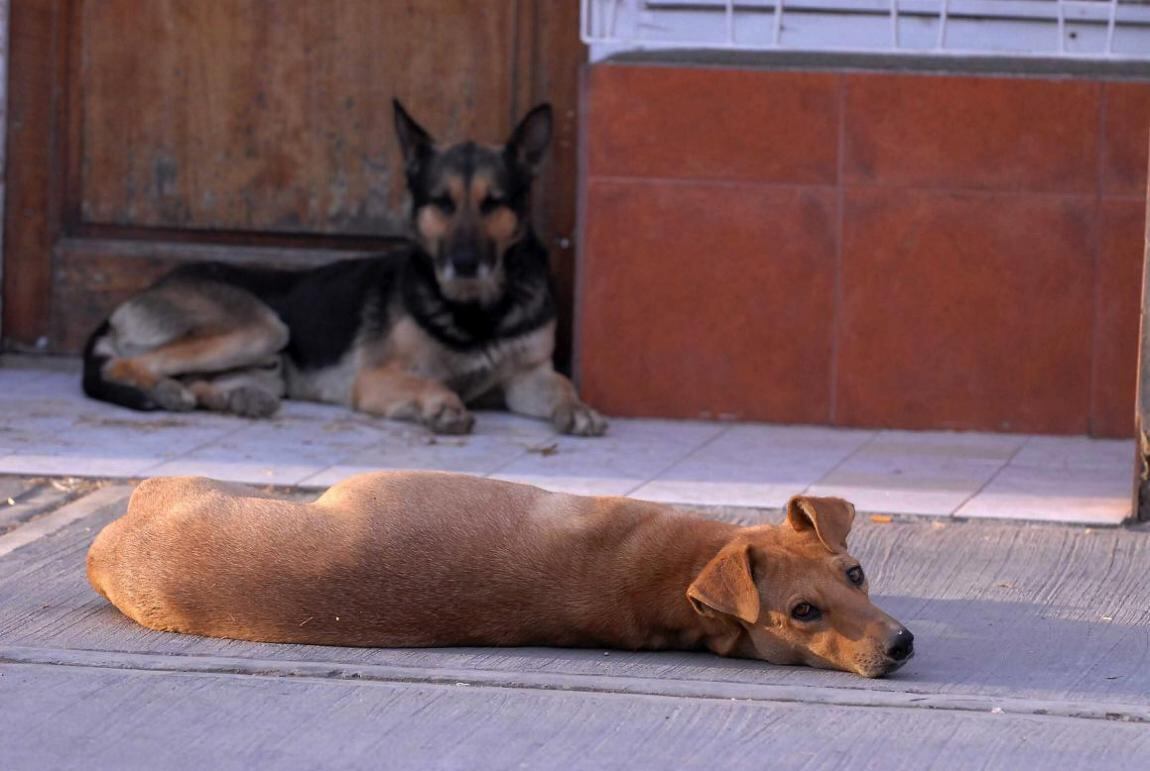 Adoptar un perro de la calle siempre es una buena y solidaria opción.