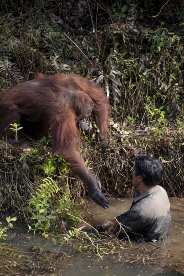 El orangután le tendió la mano al hombre para ayudarlo.