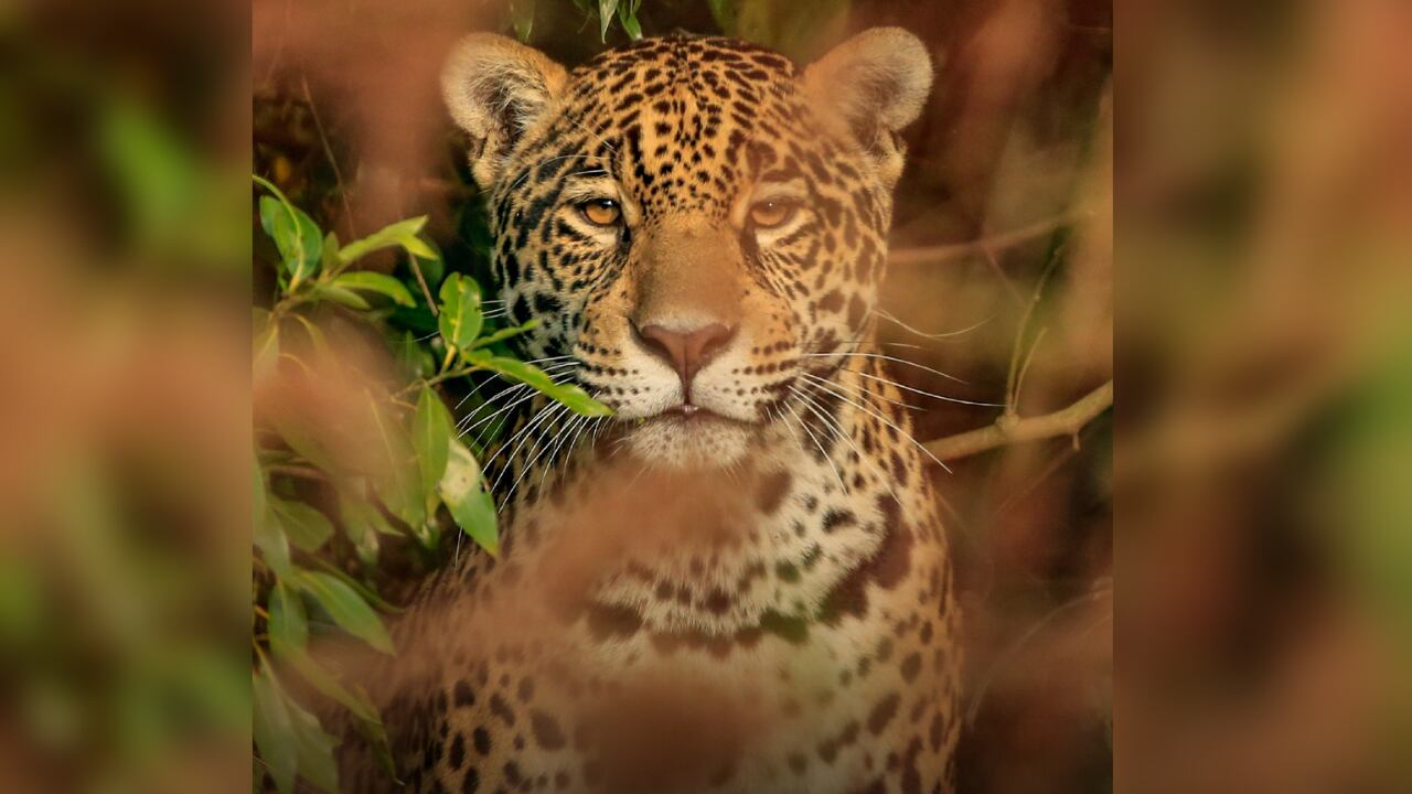 En los últimos años se ha realizado un proceso de reintroducción del Yaguareté en los Esteros del Iberá.