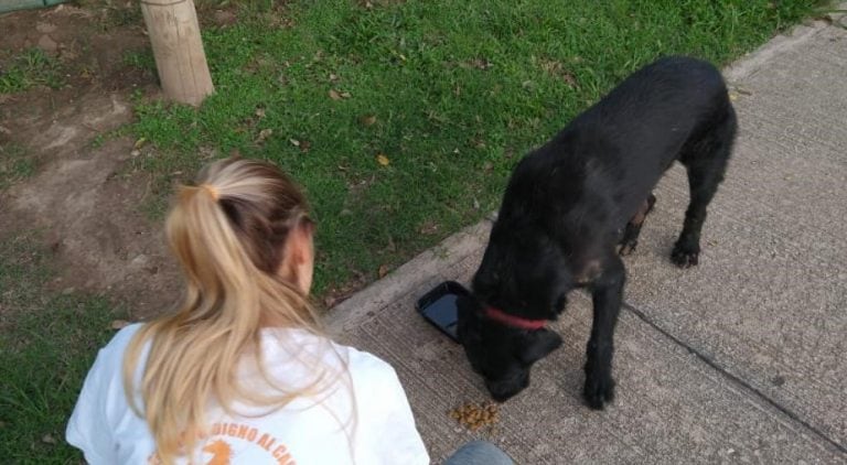 Perros en situación de calle