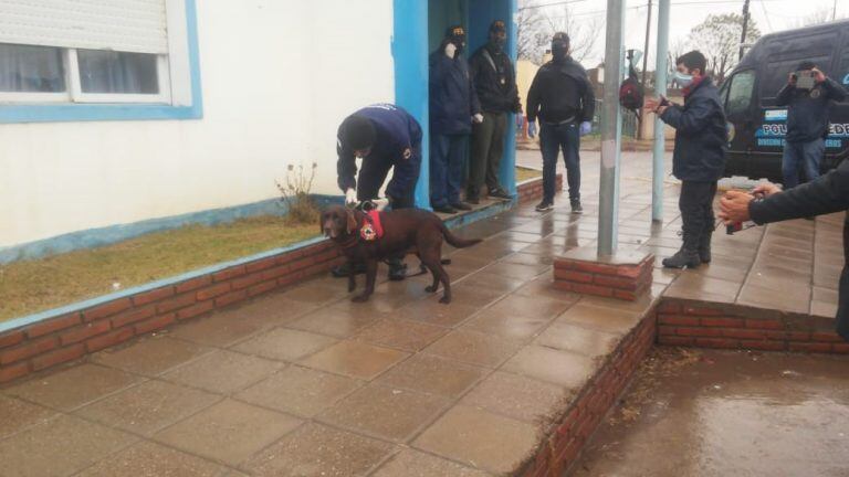 Canes del K9 de Punta Alta participan de la búsqueda de Facundo Astudillo Castro.