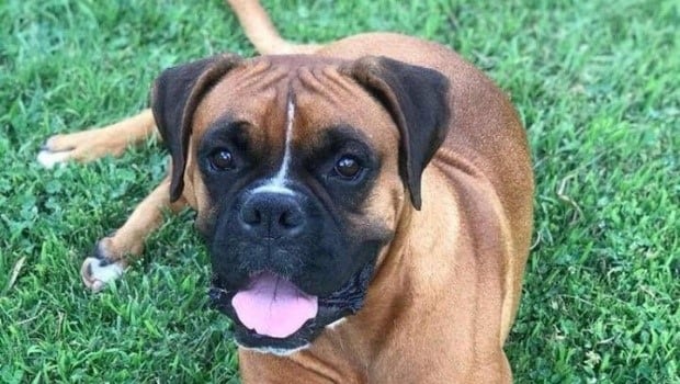 Hooki es una perrita boxer que se perdió en Villa Tacú.