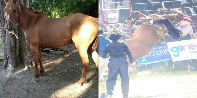 El caballo murió en el evento.