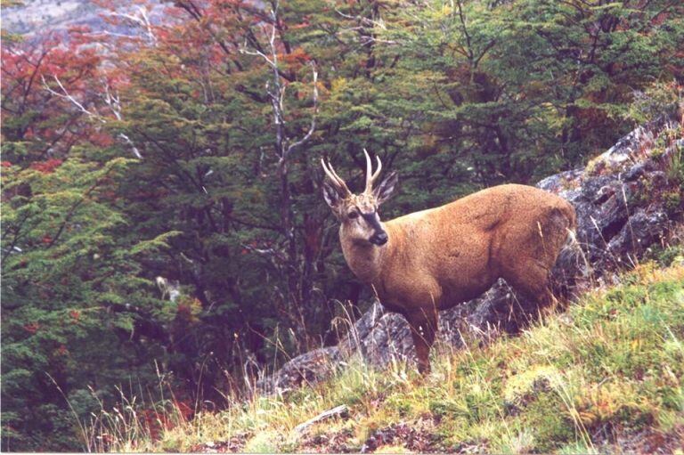 Huemules en el Parque Nacional Los Alerces 2020