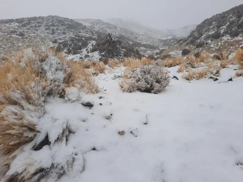 Mirá las increíbles postales del Parque Nacional El Leoncito cubierto de nieve