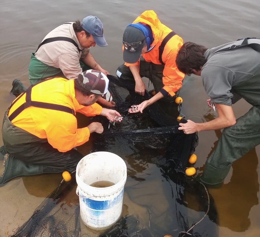 Córdoba. Investigadores de Río Cuarto y el hallazgo de dos nuevos peces en la provincia (Gentileza Miguel Mancini).