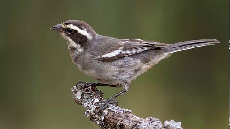 Las 15 aves más traficadas en Córdoba durante 2017.