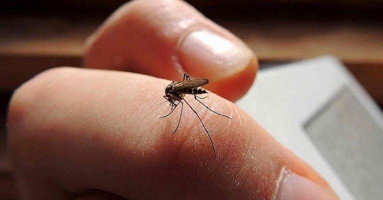 Dengue mosquito