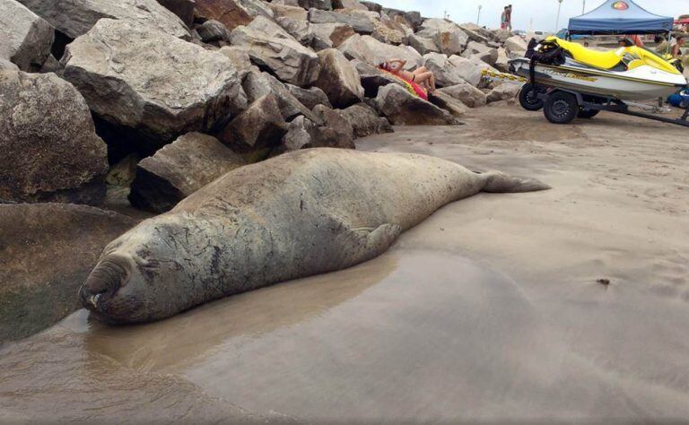 Elefante Marino en Mar del Plata