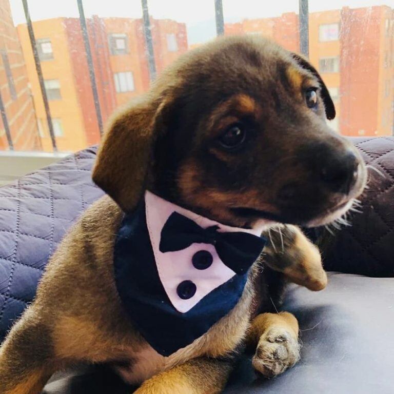 Vicente, el elegante perrito en adopción al que dejaron "plantado"