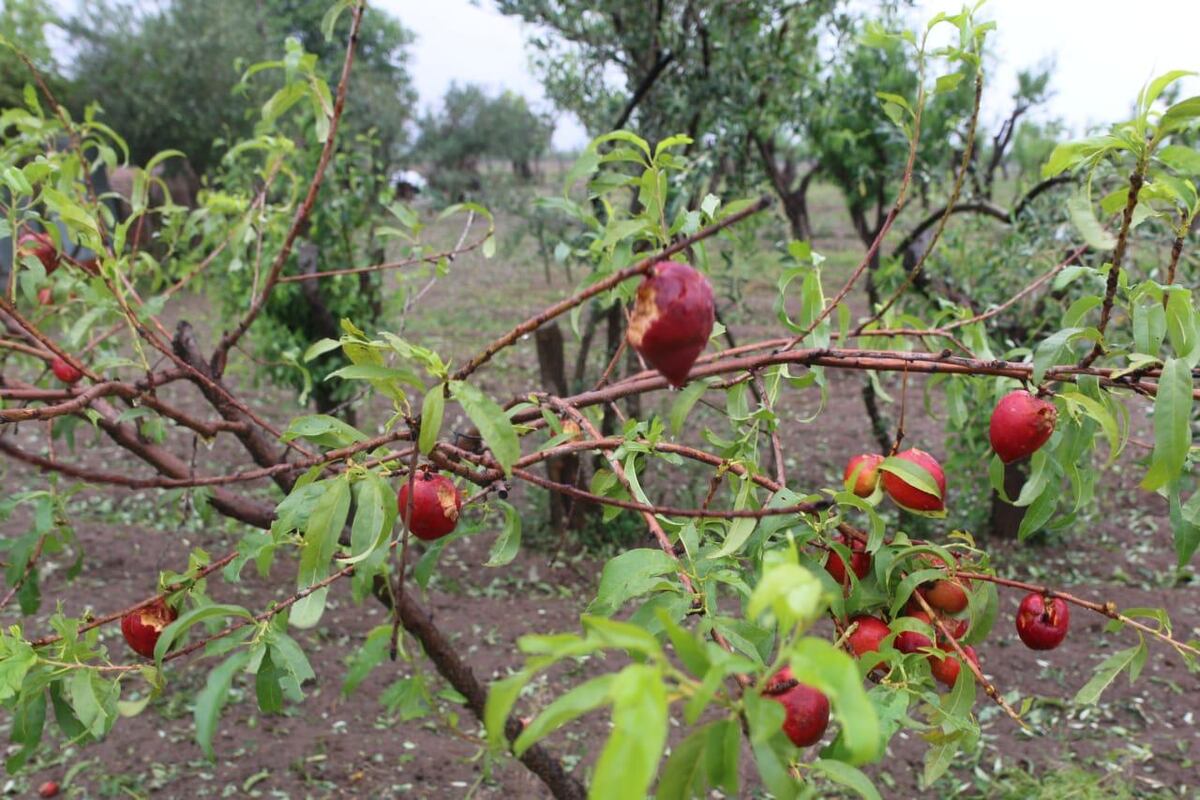 Seguro Agrícola: duplicaron la compensación por hectáreas con daños al 100%