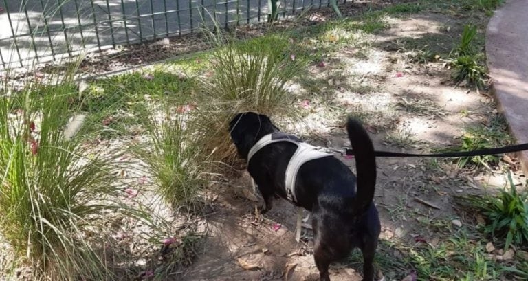 Vecinos denuncian que tiran pastillas para envenenar a los perros en una plaza de Almagro (Foto: Clarín)