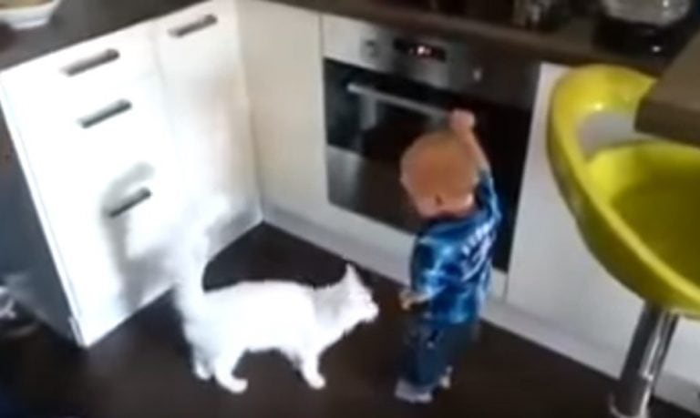 El gatito y su pequeño amo