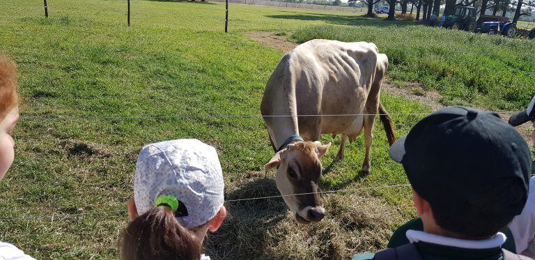 Los alumnos tienen contacto directo con los animales (Prensa INTA Rafaela)