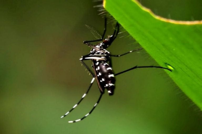 Mosquito Aedes Aegypti, vector transmisor de la fiebre amarilla.