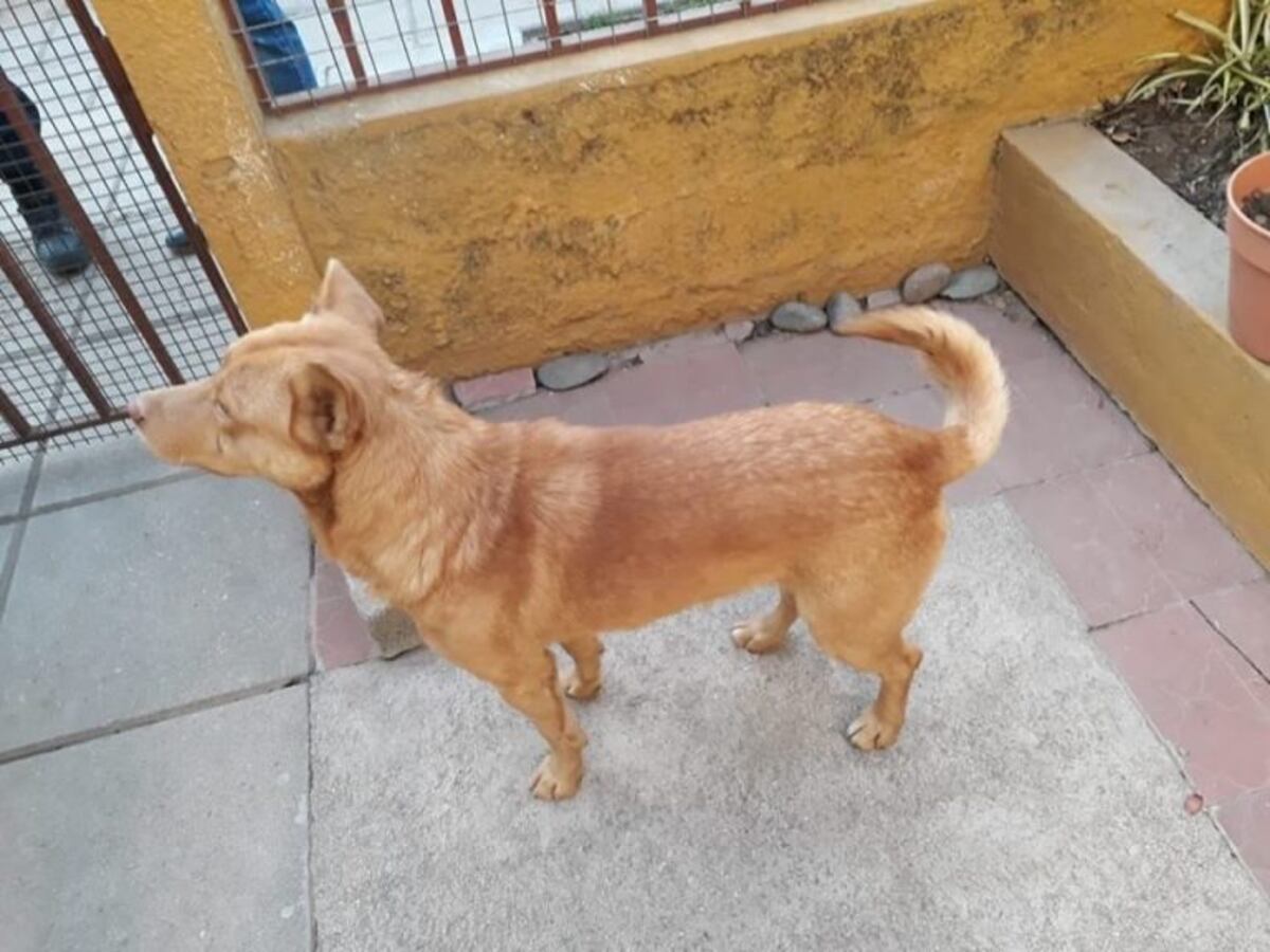 "Le agradezco al perro, espero que no lo hayan matado"