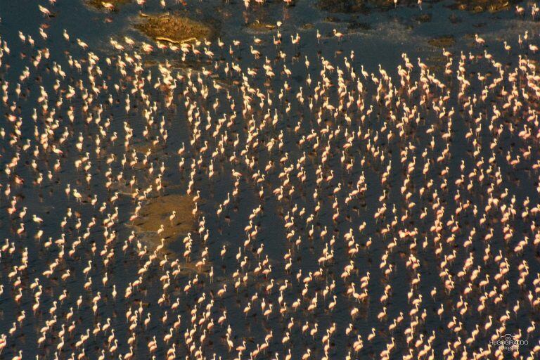 Impresionantes imágenes de la reserva natural de Miramar de Ansenuza, en la Laguna Mar Chiquita.