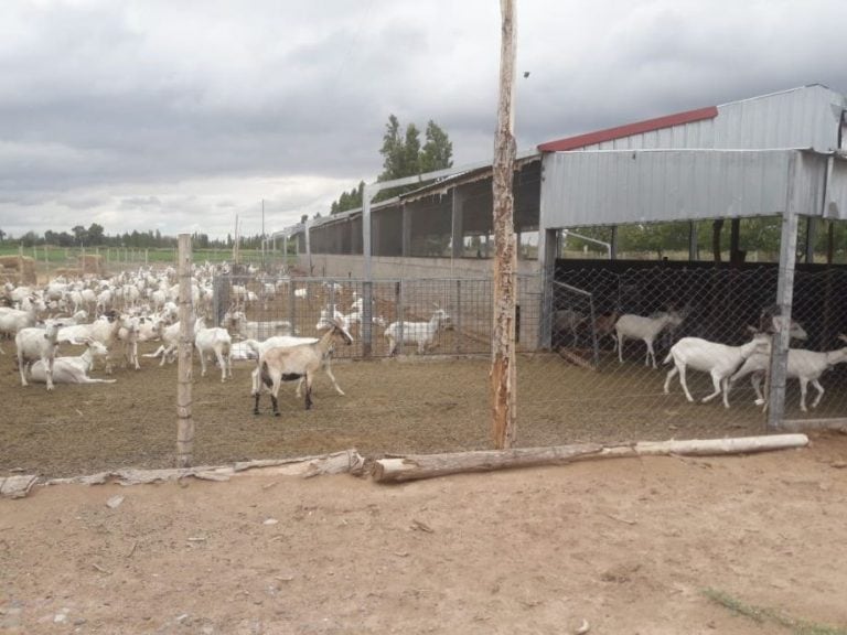 El robo ocurrió en un tambo de la localidad de Carpintería.