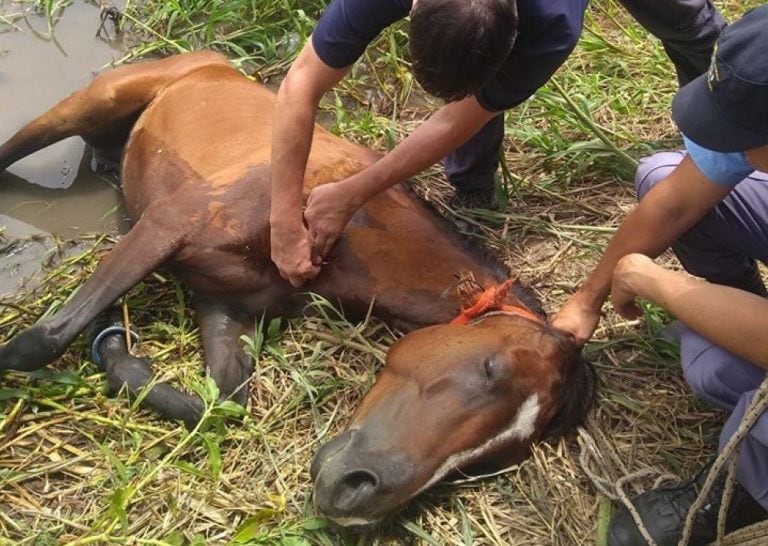 Maltrato animal: hallaron una yegua abandonada con la pata quebrada. (Web).