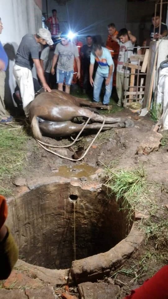 Rescate de caballo Bomberos Voluntarios de Arroyito