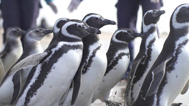 Así fue liberado Pijuí, el pingüino rescatado en una casa de Córdoba, en Santa Rosa de Calamuchita. (Fundación Mundo Marino)