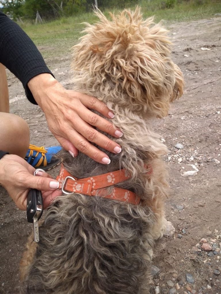 Intensa búsqueda del perro extraviado en San Antonio