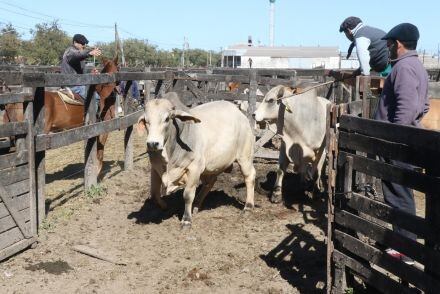 Comenzó la 89ª Exposición de Ganadería, Granja, Industria y Comercio 2018