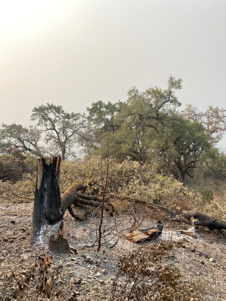 Incendio California Otoño