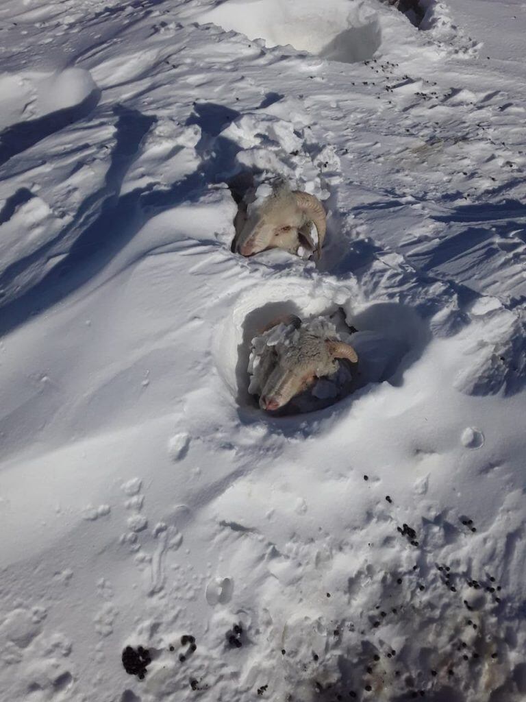 Muchos animales se vieron afectados por las intensas nevadas.