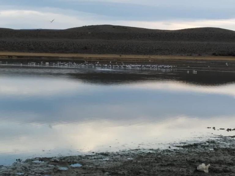 perito moreno contaminan reserva