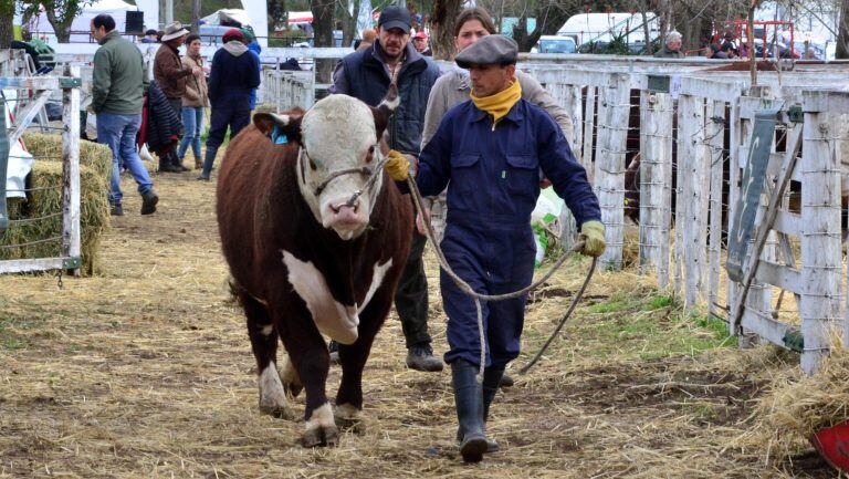 Expo Rural de Carmen de Patagones (Foto: Diario Río Negro).