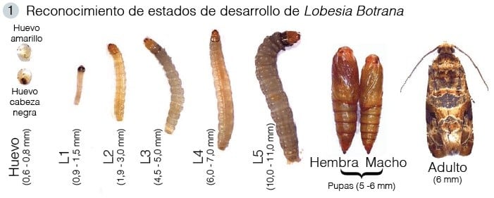 La polilla de la vid que ataca a las viñas de Mendoza.