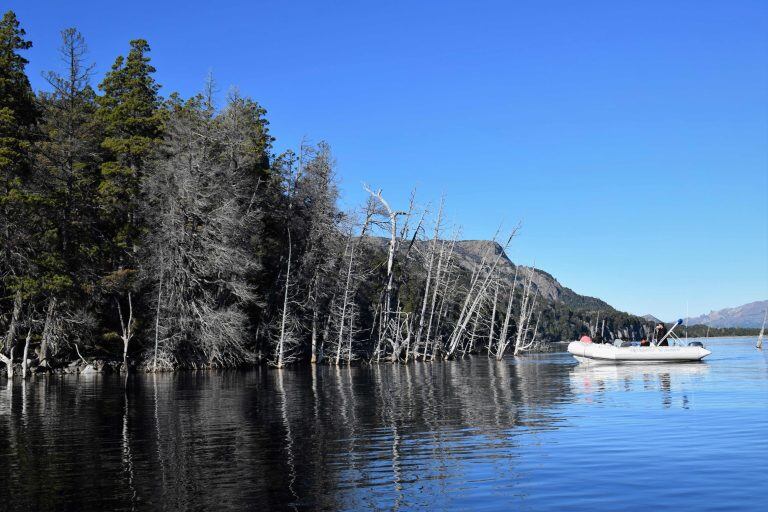 Parte del peculiar bosque sumergido de Villa Traful, una rareza geológica que según los expertos podría pasar de ser uno de sus principales atractivos turístico a causante de un tsunami lacustre que ponga en jaque a la población, en la Patagonia de Argentina.