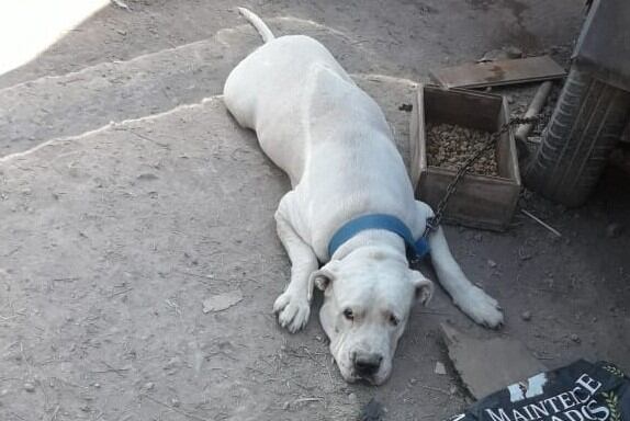 Roco, el perro guardián de una familia sanjuanina.