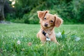 Chiweenie (Web)